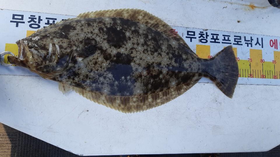 12人 에이스호 6 . 20(토) 무창포프로낚시 '에이스 고프로' 에이스호 ------- 광 어 ------조황