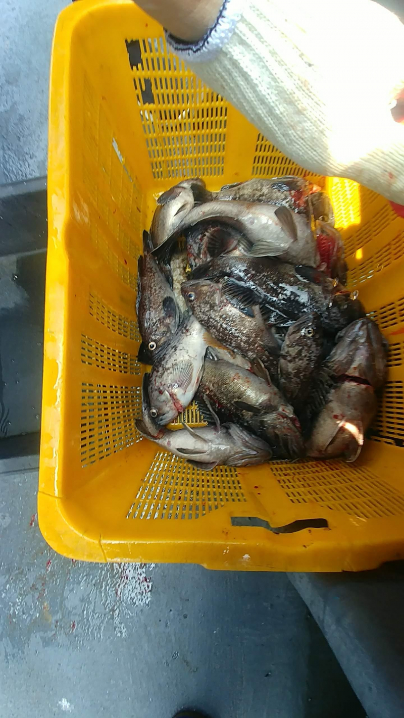 20년 6월 19일 우럭출조 부흥호