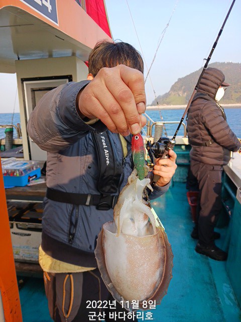 군산 비응바다낚시 타조알갑돌이시즌길어진다~!마릿수조황이어져~!오후쭈꾸미45,000원출조~~군산바다하리호 -  더피싱::배낚시,선상낚시,출조버스,낚시배,실시간 예약