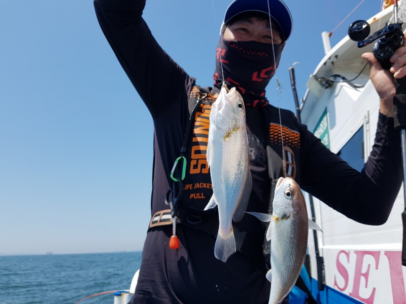 세븐호 6.21 ( 월요일 ) 무창포프로낚시 ' 친절한 강선장 ' 6人 대~~~박! ---- 백조기 ----조황