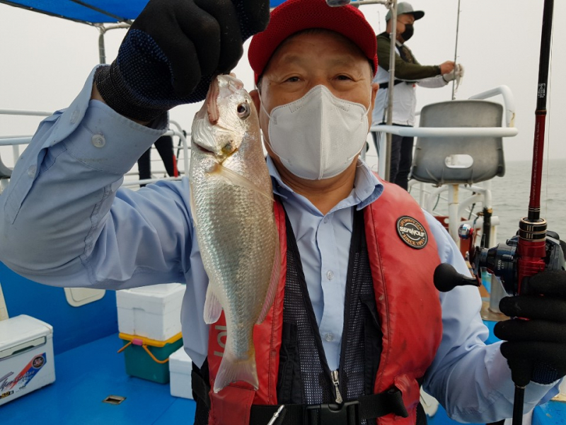 세븐호 7 . 2 ( 금요일 ) 무창포프로낚시 ' 친절한 강선장 ' 화이트굴비 ---- 백조기 ----조황