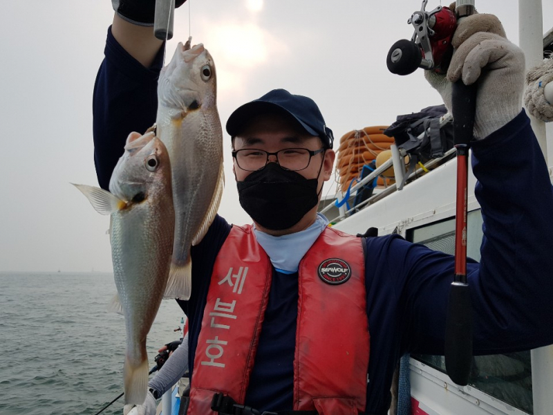 세븐호 7 . 2 ( 금요일 ) 무창포프로낚시 ' 친절한 강선장 ' 화이트굴비 ---- 백조기 ----조황
