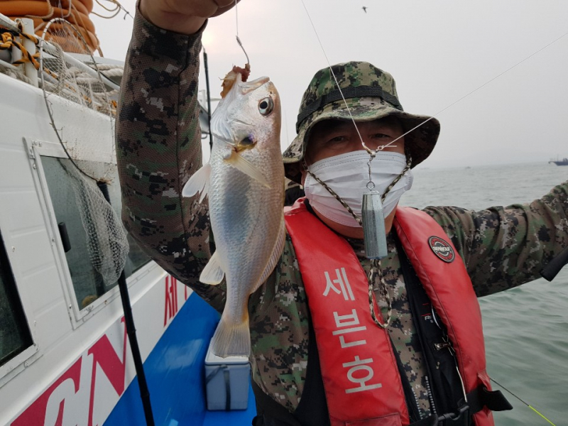 세븐호 7 . 2 ( 금요일 ) 무창포프로낚시 ' 친절한 강선장 ' 화이트굴비 ---- 백조기 ----조황