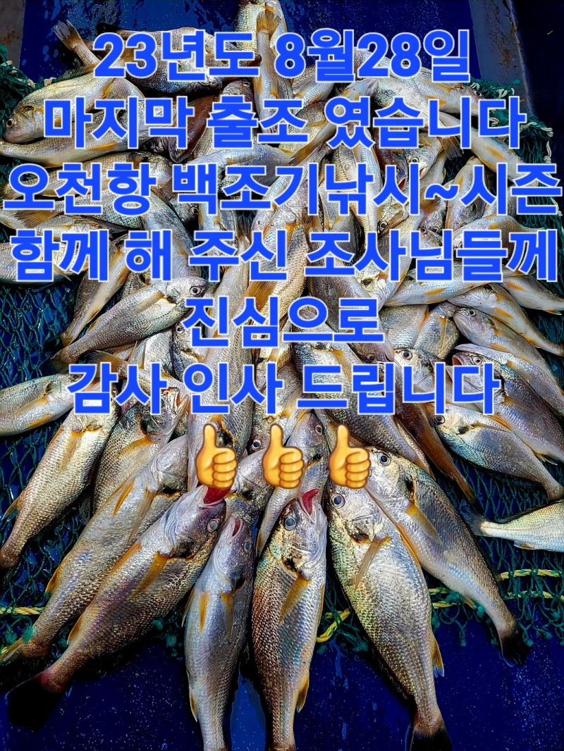8월28일 백조기낚시 왕백조기 쿨러조황으로 시즌 마무리!!!!!!