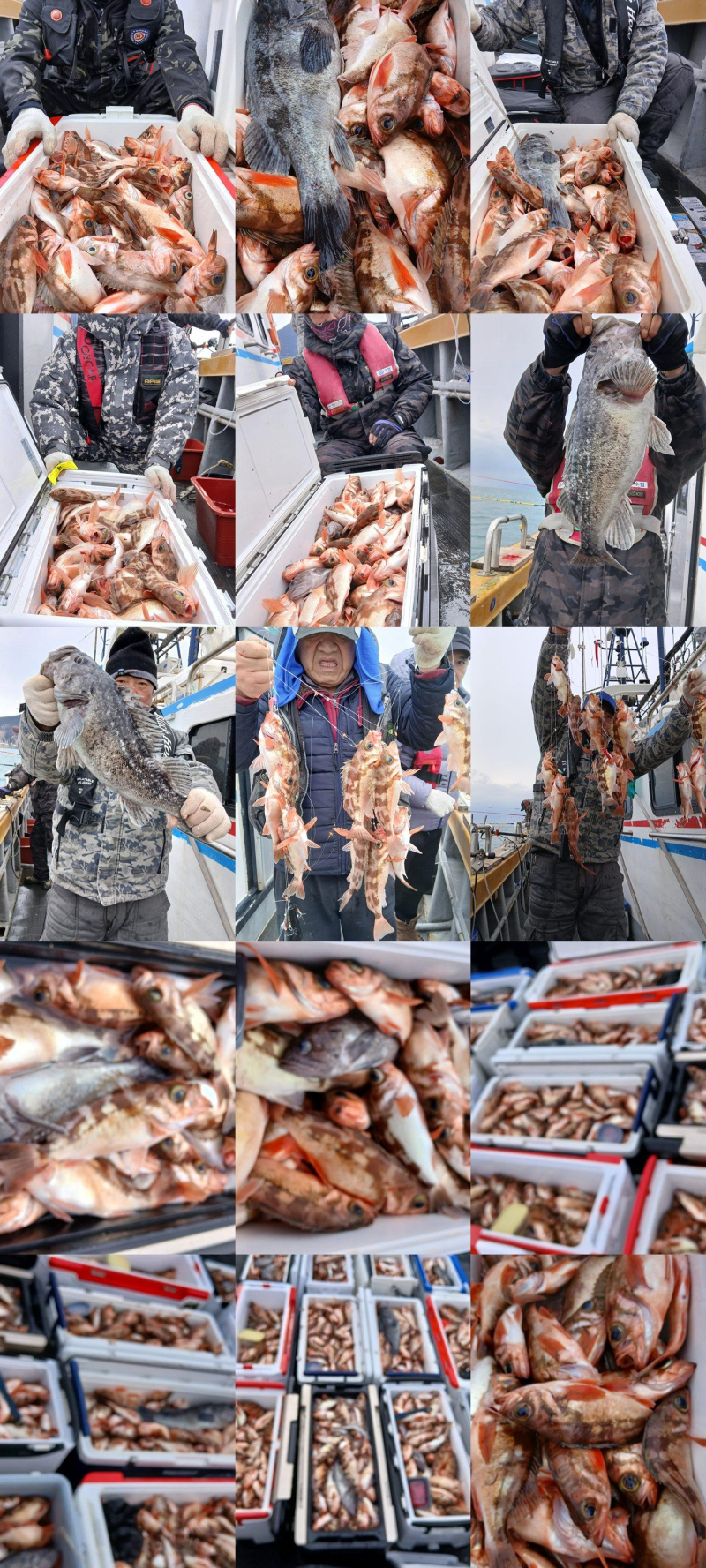 [진도 뉴한사리호] 왕열기+우럭 쿨러  가득한조황