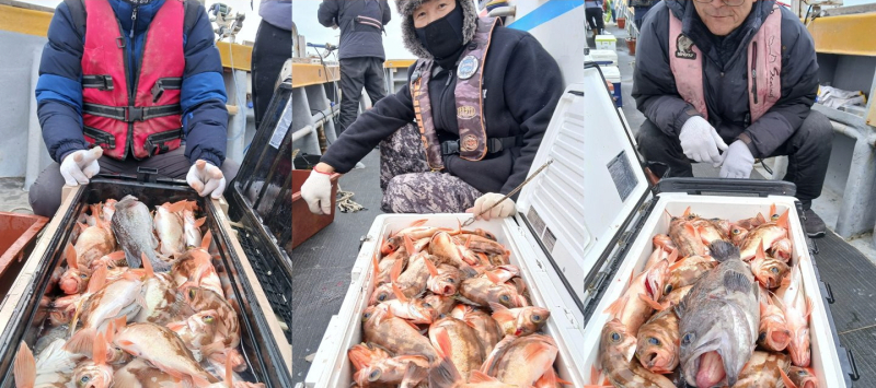 [진도 뉴한사리호] 왕열기+우럭 쿨러  가득한조황