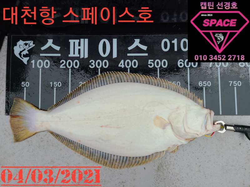 2021년 4월3일 스페이스호 수중전 *광어다운샷* 탐사출조 다녀왔습니다.