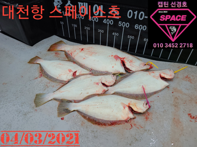 2021년 4월3일 스페이스호 수중전 *광어다운샷* 탐사출조 다녀왔습니다.