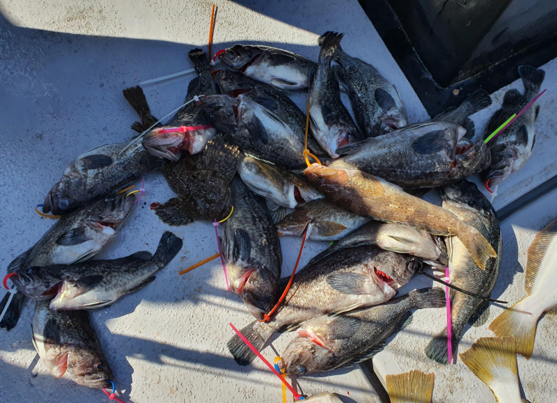 2021년 4월8일 스페이스호 *광어다운샷* 탐사출조 다녀왔습니다.