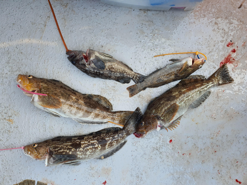 2021년 4월11일 스페이스호 *광어다운샷* 탐사출조 다녀왔습니다.