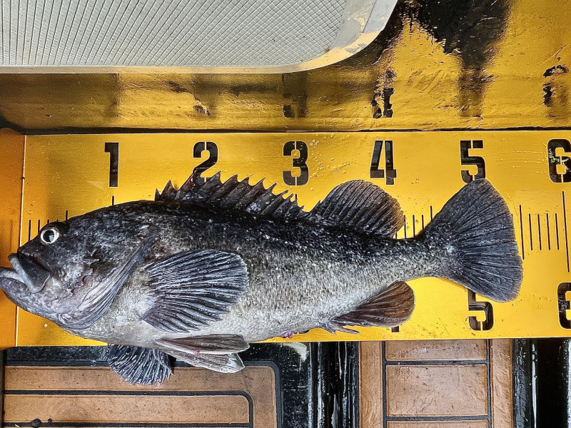 25년 12월27일 대천항 하이피싱호 