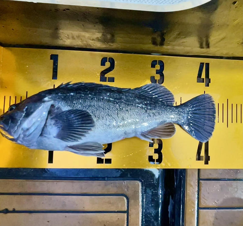 25년 12월27일 대천항 하이피싱호 