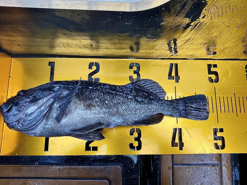 25년 12월27일 대천항 하이피싱호 