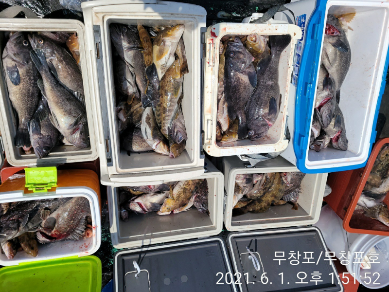 6/1 활새우 우럭 놀래미 쿨러 조황