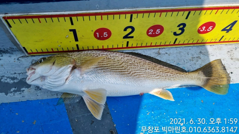 6/30 싸이즈 좋은 4짜 5짜 백조기 & 수조기 조황 / 내일 출조 자리여유 있습니다.