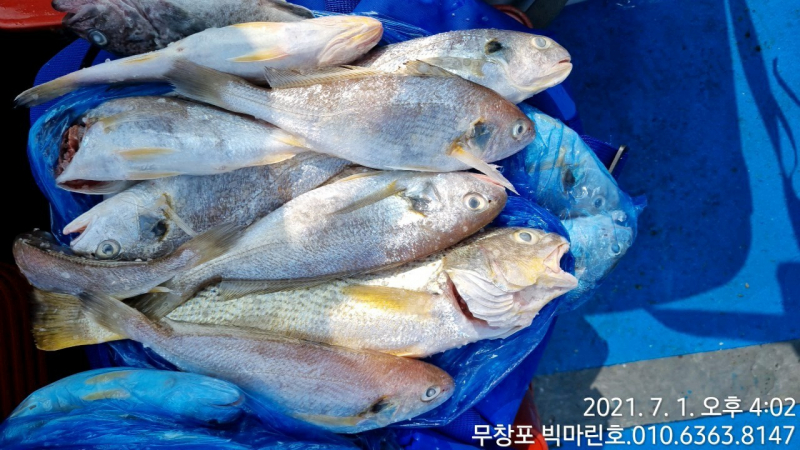 7/1 왕백조기 굿 조황