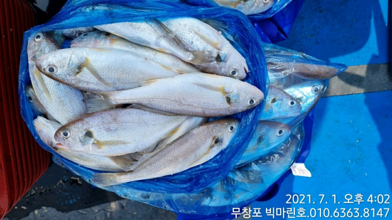 7/1 왕백조기 굿 조황