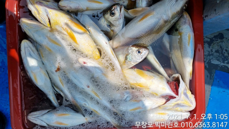 7/1 왕백조기 굿 조황
