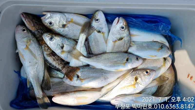 7/1 왕백조기 굿 조황
