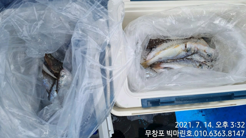 7/14 백조기 조황