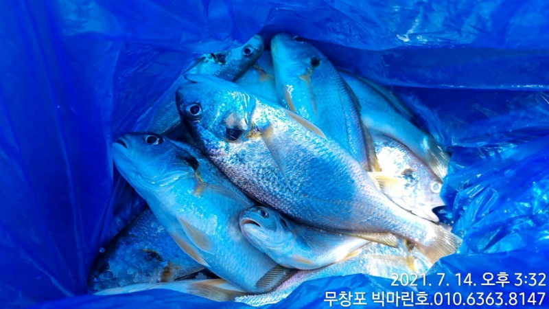 7/14 백조기 조황
