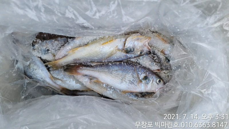 7/14 백조기 조황