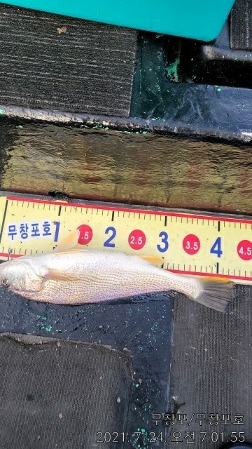 7/24 사릿물에 왕백조기, 수조기 굿 조황
