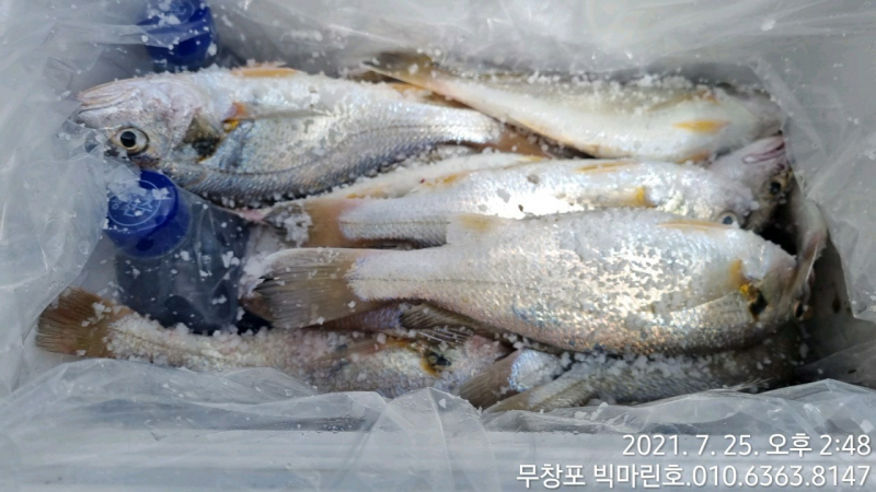7/25 왕백조기 출조 다녀왔습니다.