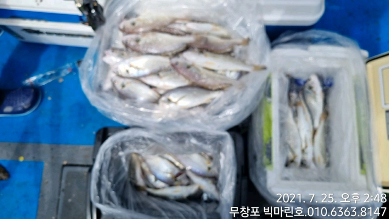 7/25 왕백조기 출조 다녀왔습니다.
