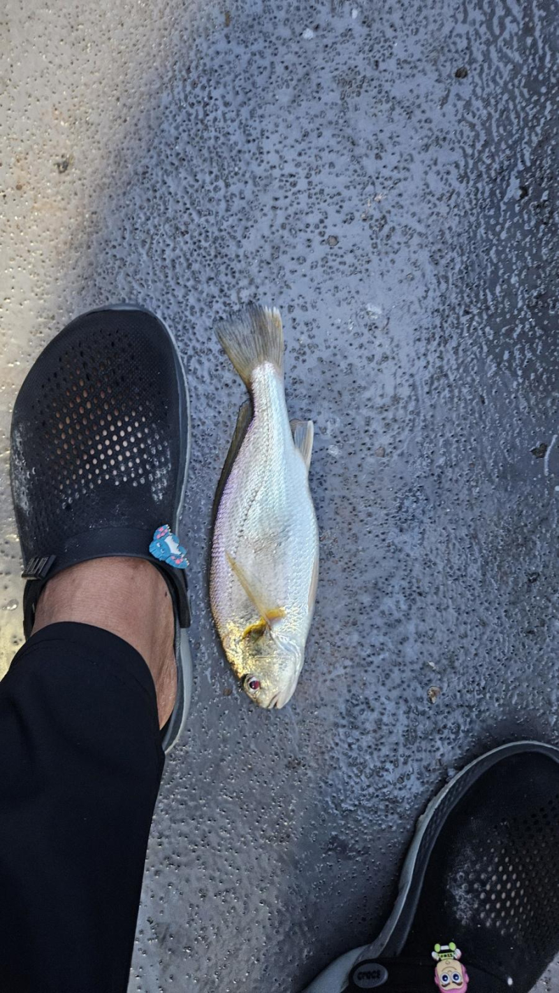 8/3 백조기 조황