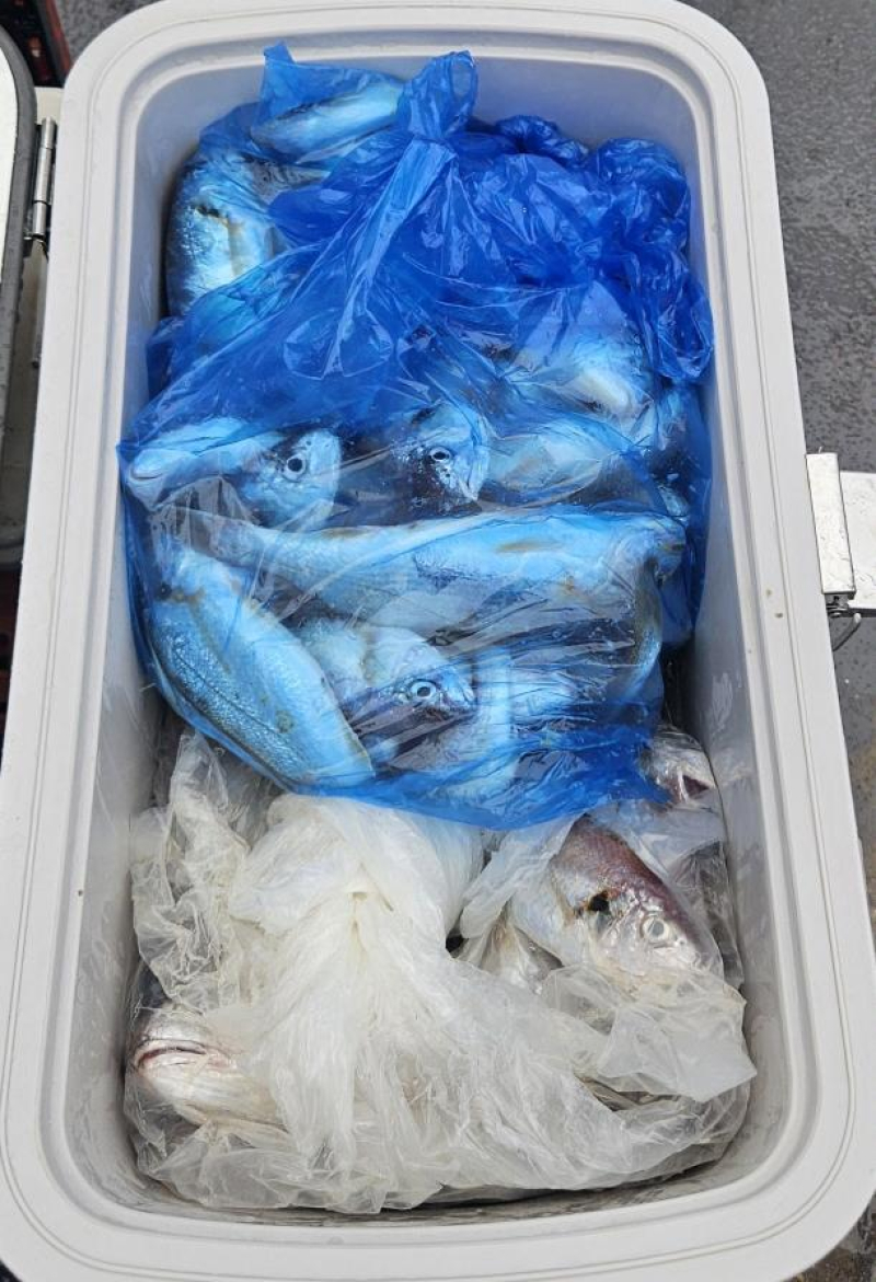 8/3 백조기 조황