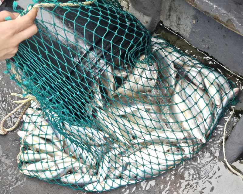 8/3 백조기 조황