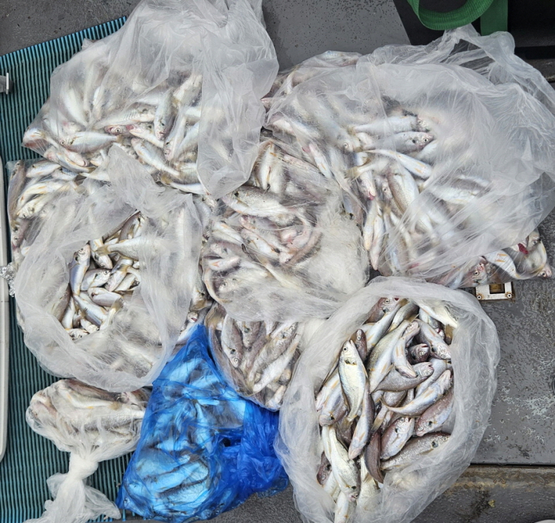 8/3 백조기 조황