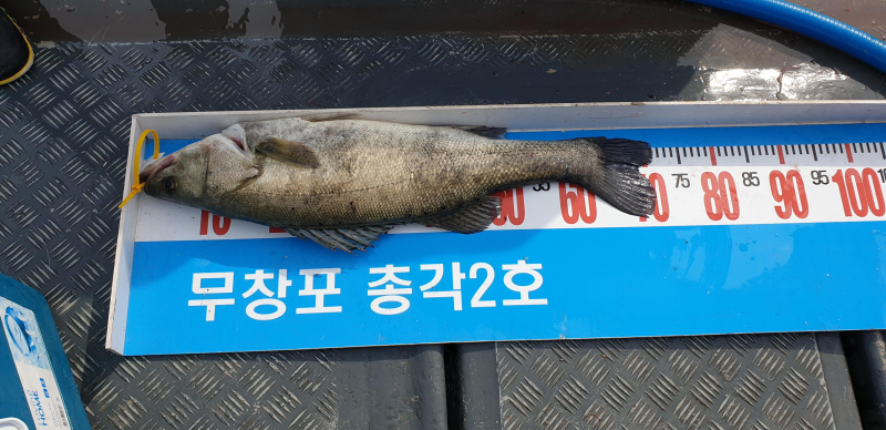 6월1일 농어생미끼외수질 조황