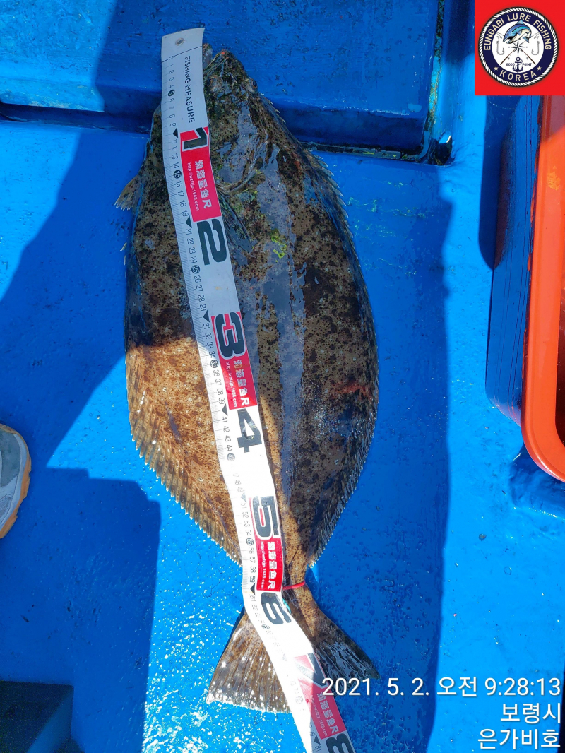5월2일 광어다운샷 출조후기