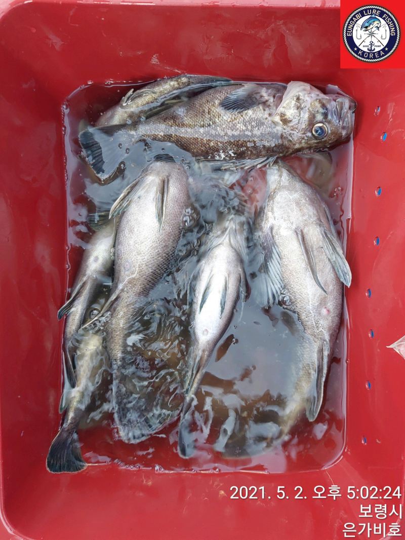 5월2일 광어다운샷 출조후기