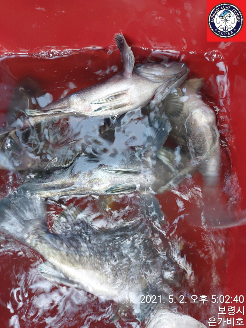 5월2일 광어다운샷 출조후기