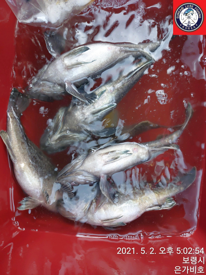 5월2일 광어다운샷 출조후기