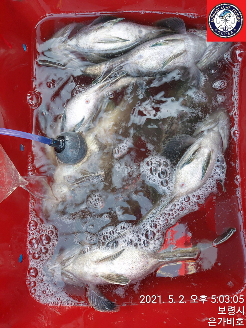 5월2일 광어다운샷 출조후기