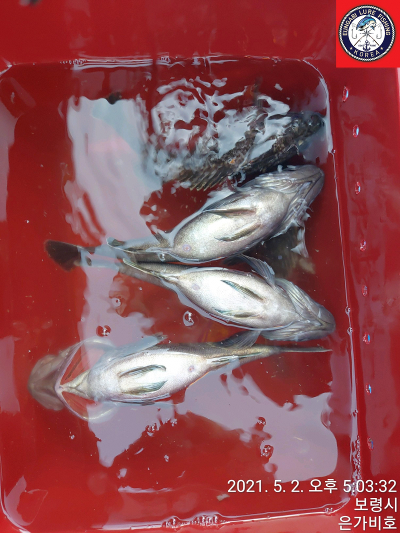 5월2일 광어다운샷 출조후기