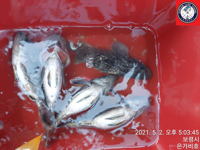 5월2일 광어다운샷 출조후기