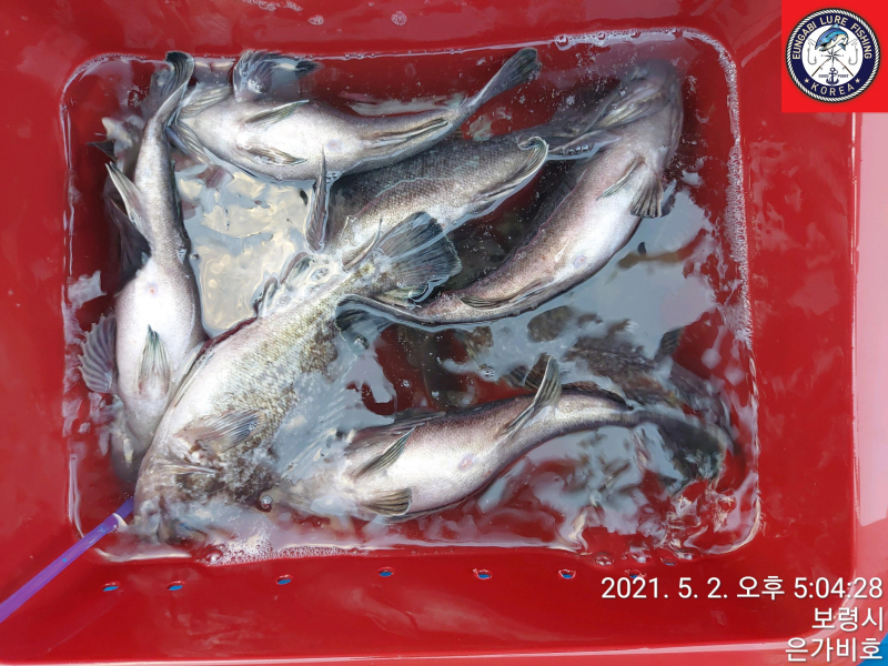 5월2일 광어다운샷 출조후기