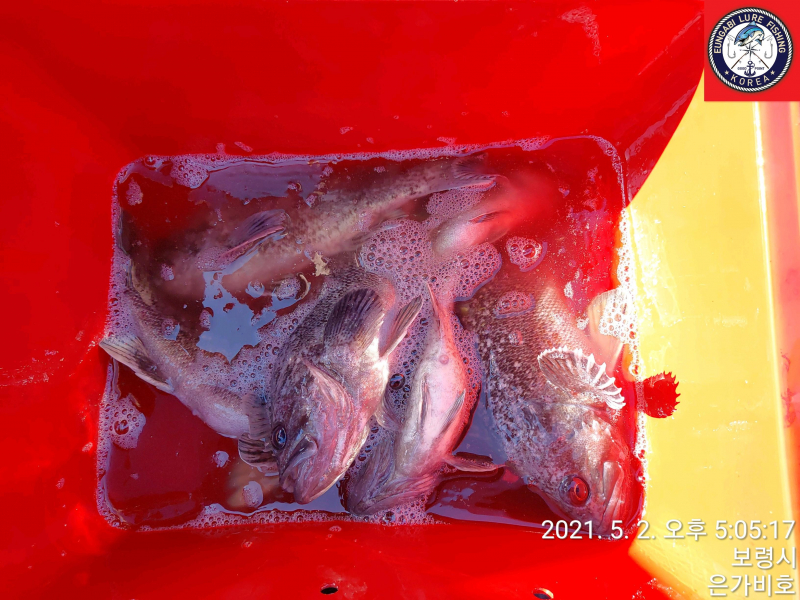 5월2일 광어다운샷 출조후기