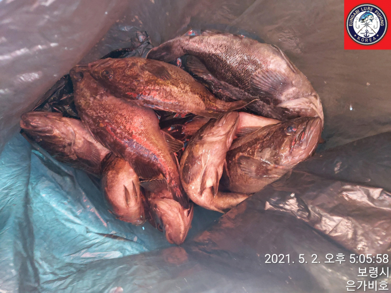 5월2일 광어다운샷 출조후기