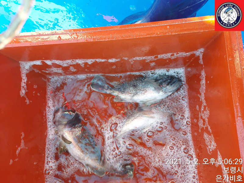 5월2일 광어다운샷 출조후기