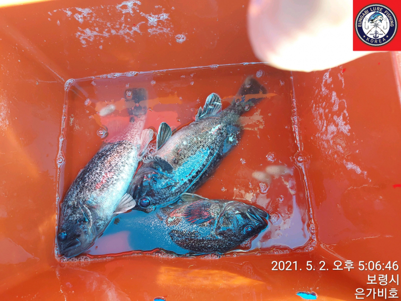 5월2일 광어다운샷 출조후기