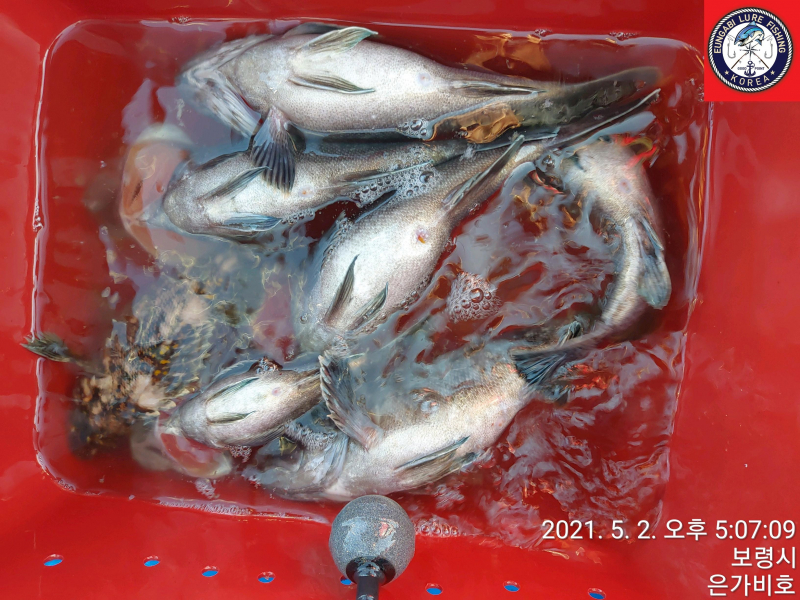 5월2일 광어다운샷 출조후기