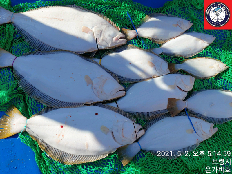 5월2일 광어다운샷 출조후기