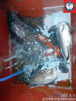 [은가비호]6월3일