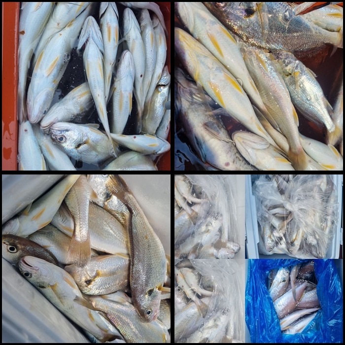 조황4.jpg